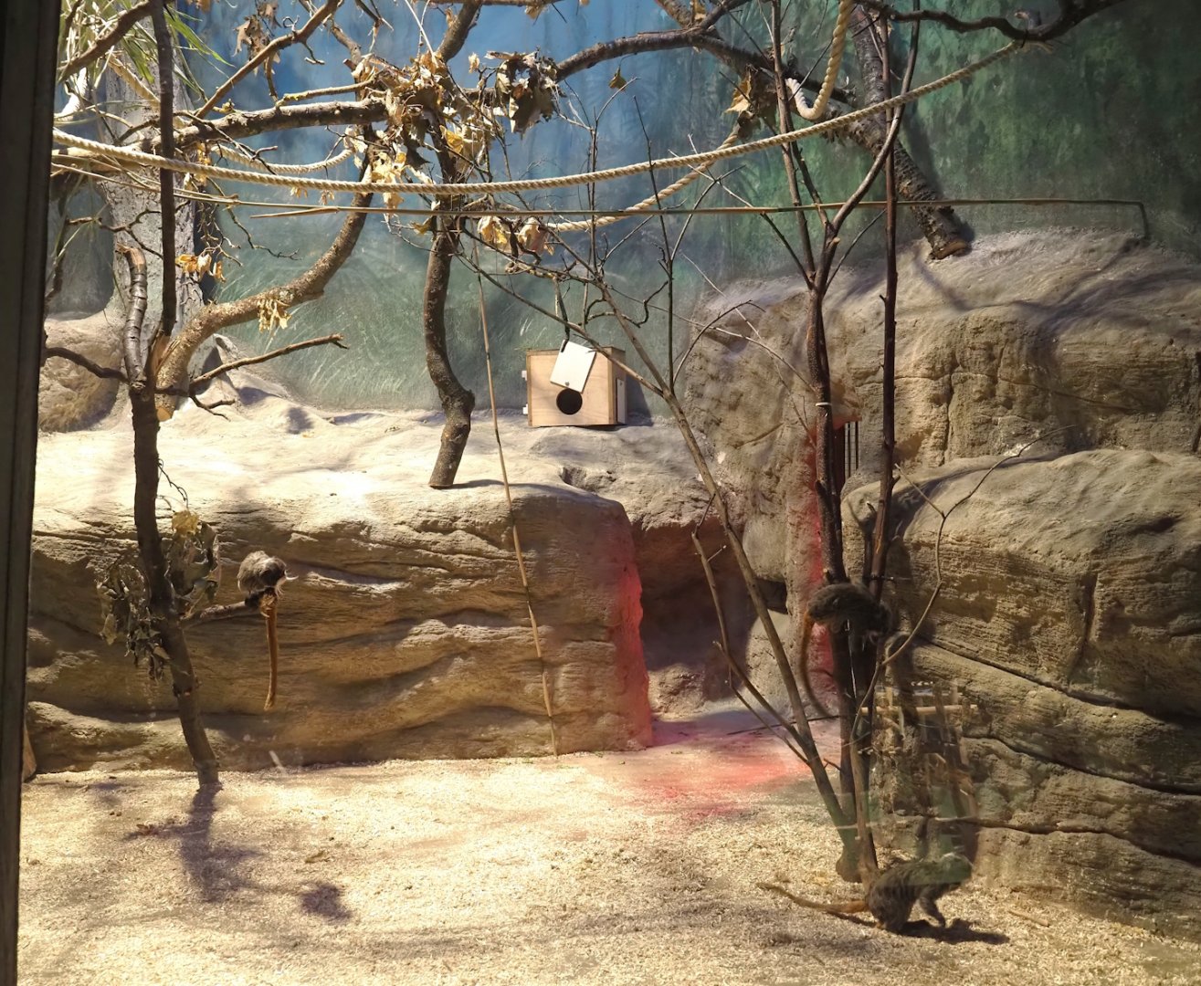 Small monkey house - Bearded emperor tamarin exhibit, 2025-01-04