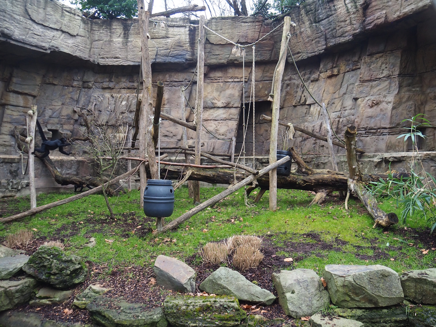 Small Monkey House - Colombian black spider monkey outdoor exhibit, 2024-02-17