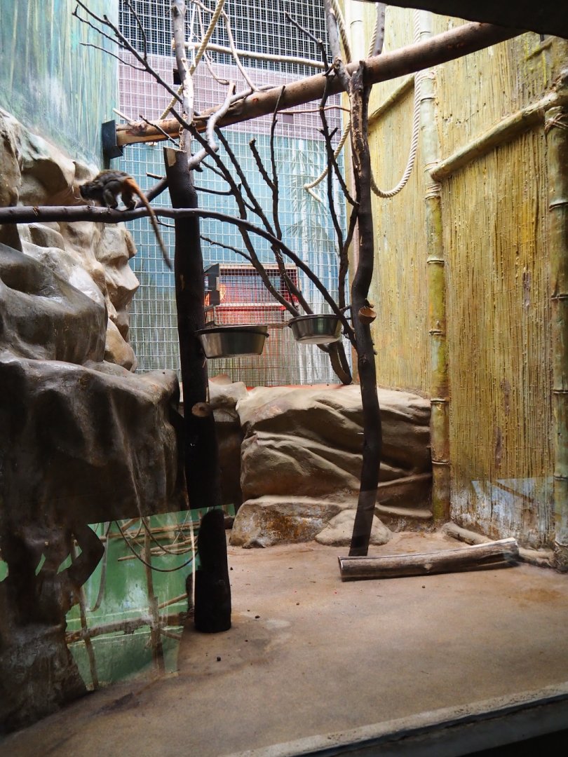 Small Monkey House - Enclosure bearded mperor tamarin  (Saguinus imperator subgrisescens)