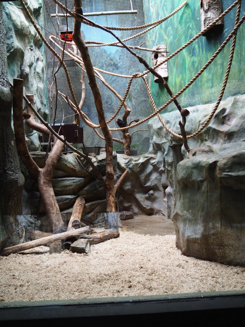 Small monkey house - Enclosure golden-headed lion tamarin