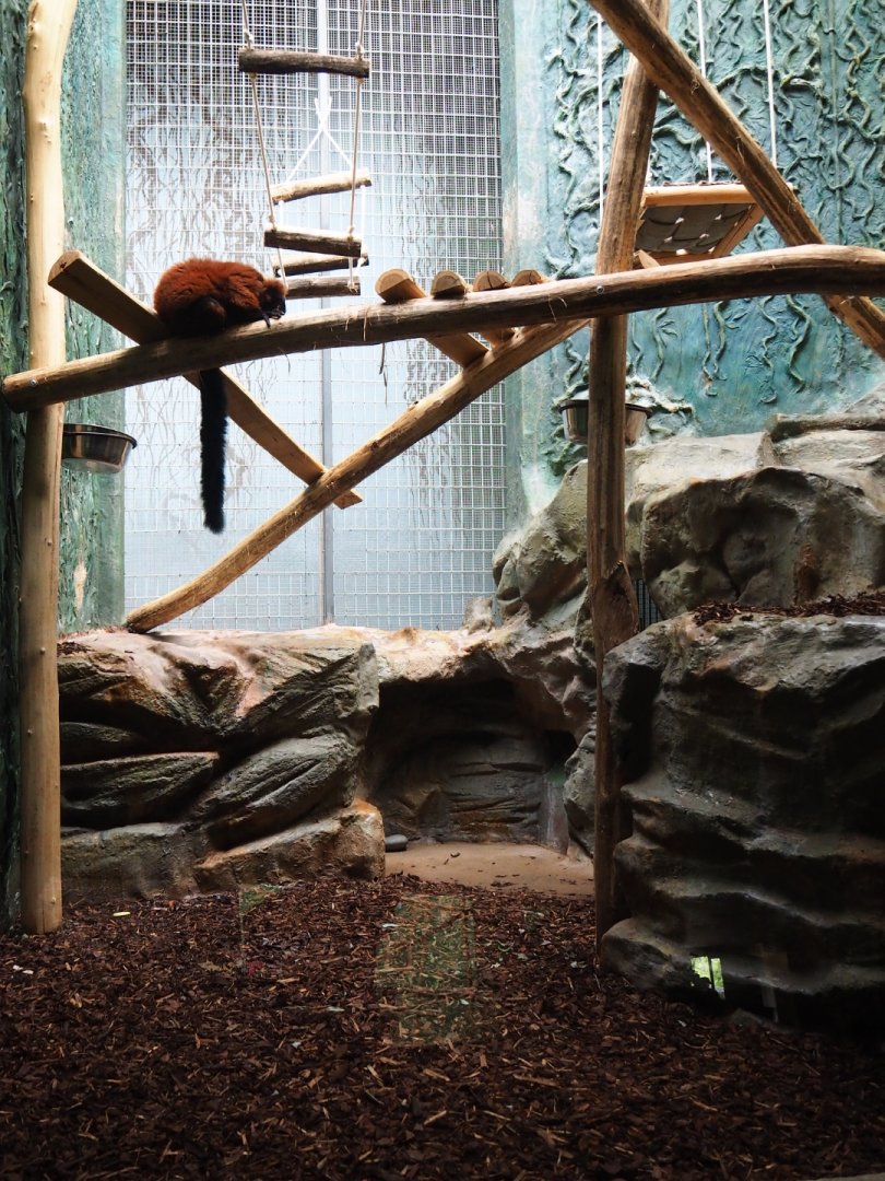 Small Monkey House - Enclosure red-ruffed lemur