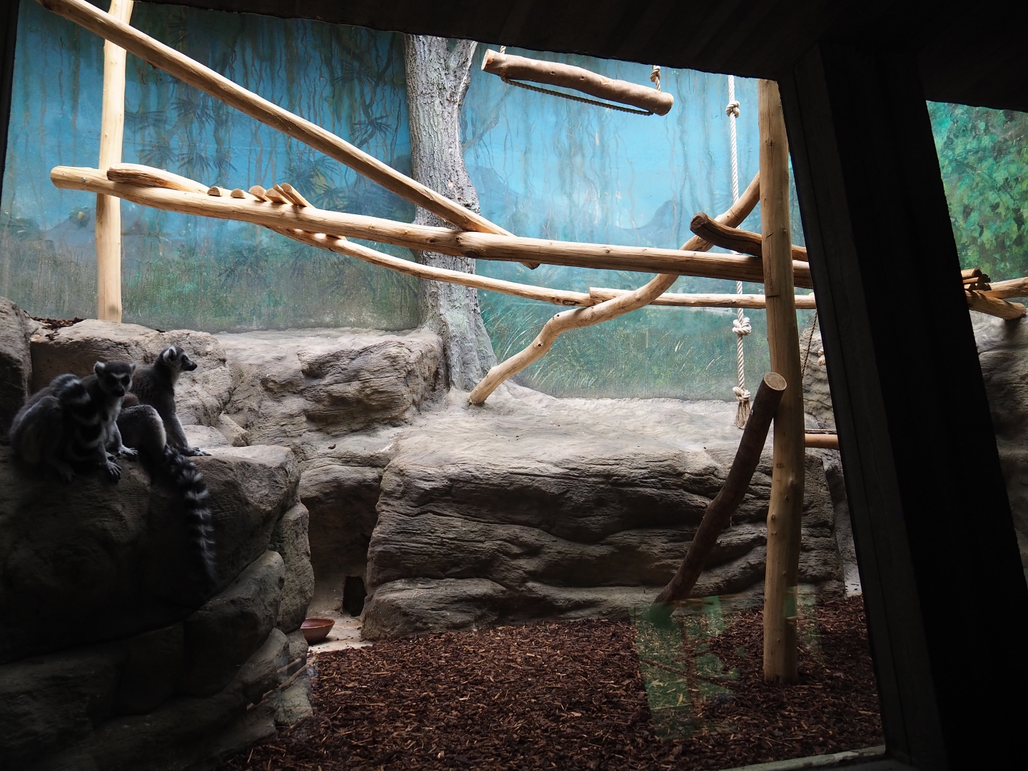 Small Monkey House - Enclosure ring-tailed lemurs