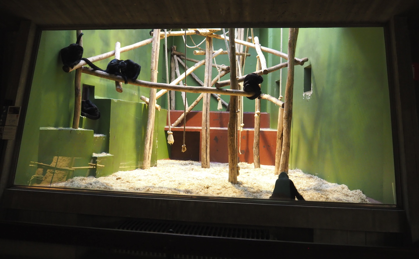 Small monkey house - First Colombian black spider monkey indoor exhibit, 2021-06-12