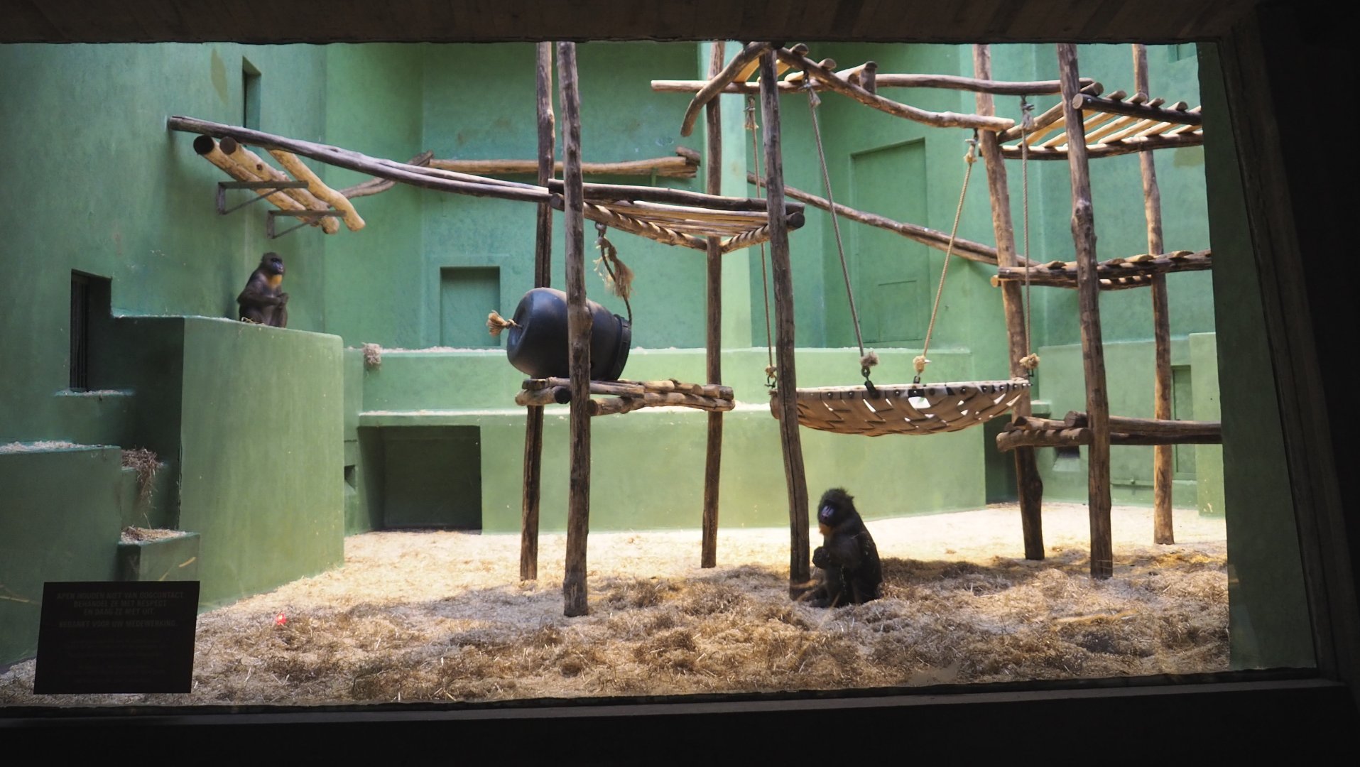 Small monkey house - First Mandrill indoor exhibit, 2021-06-12