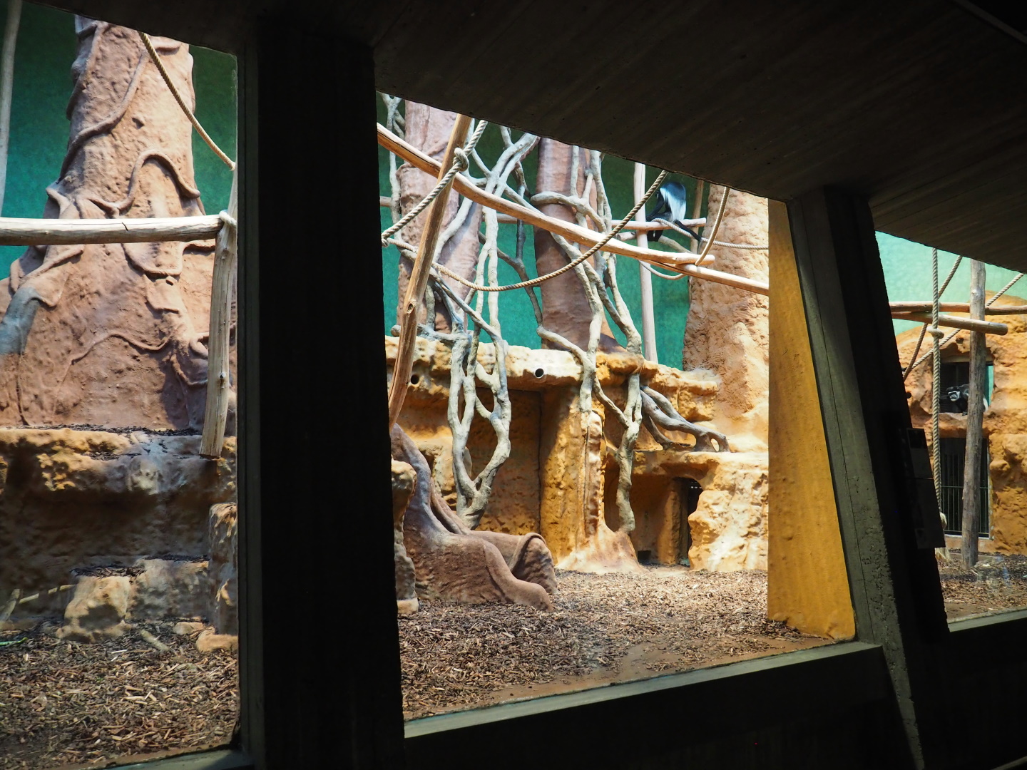 Small monkey house - First part of the Mantled colobus exhibit, 2021-06-12
