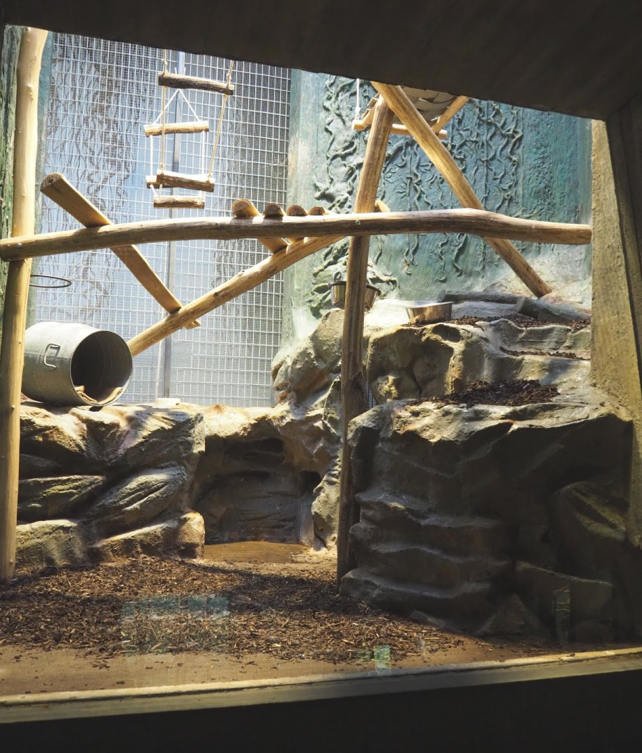 Small monkey house - Geriatric Red-ruffed lemur exhibit, 2021-06-12