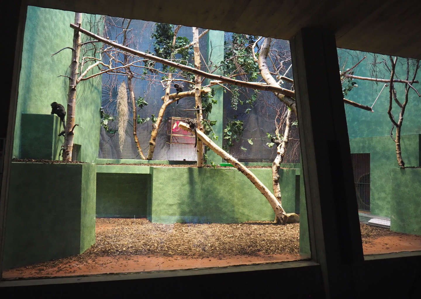Small monkey house - Goeldi's marmoset exhibit, 2021-06-12