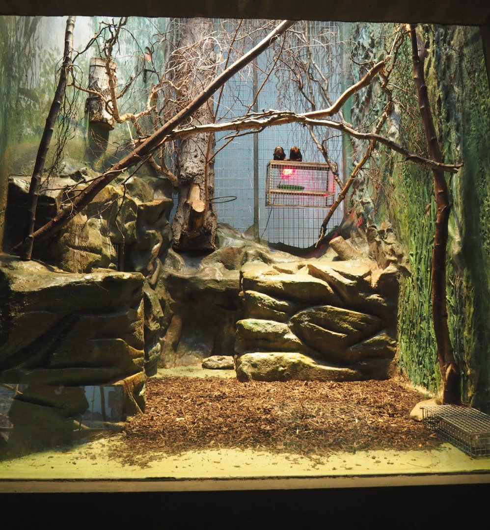 Small monkey house - Golden-headed lion tamarin exhibit, 2021-06-12