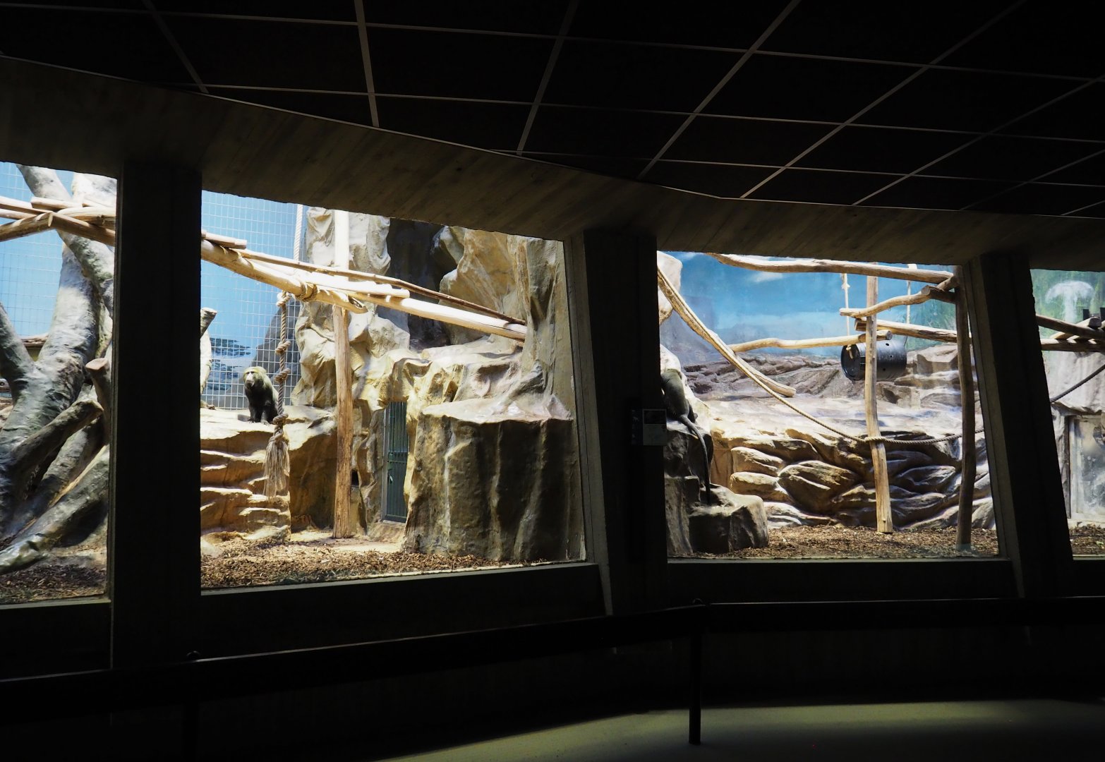 Small monkey house - Hamlyn's monkey exhibit, 2021-06-12