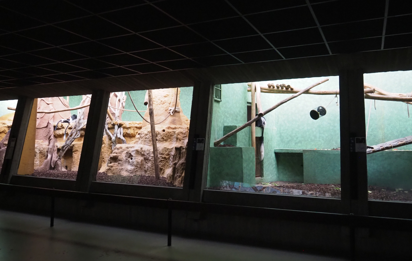 Small monkey house - Mantled colobus exhibits, 2020-06-28