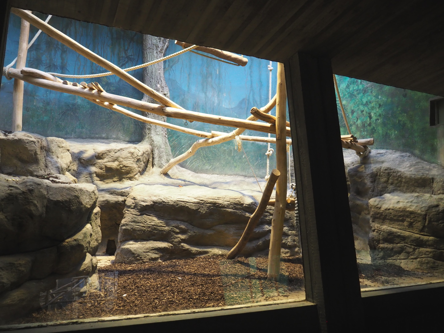 Small monkey house - Ring-tailed lemur exhibit, 2021-06-12