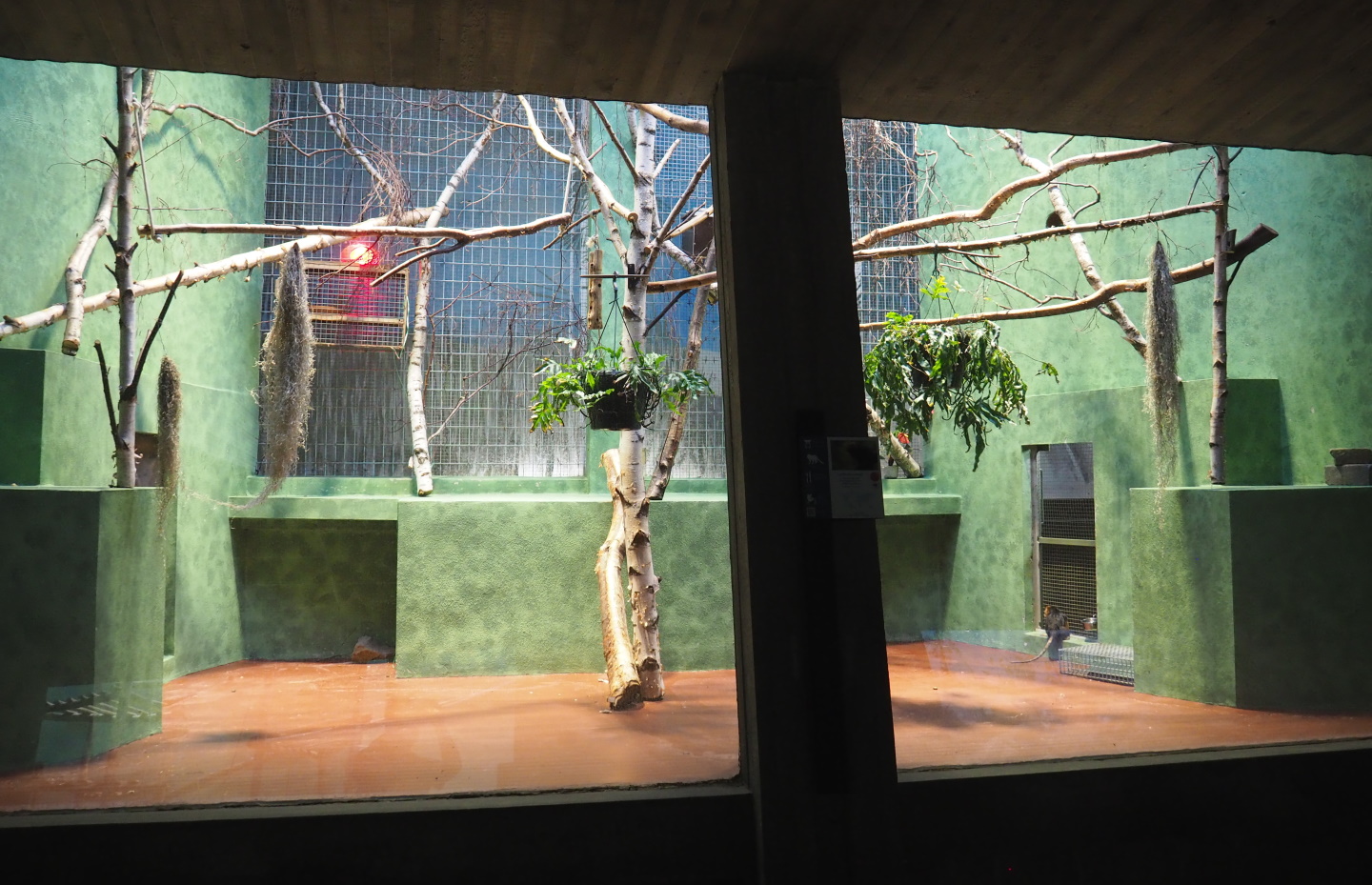 Small monkey house - Second Golden-headed lion tamarin exhibit, 2021-06-12