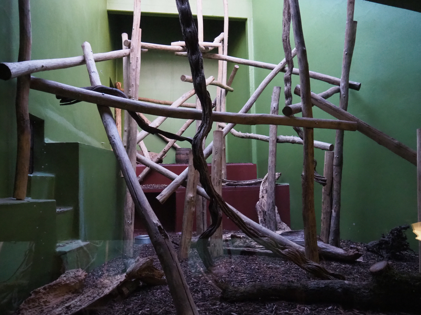 Small monkey house - Southern tamandua exhibit, 2019-12-30