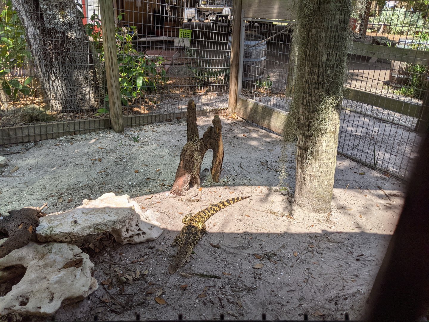 Small Nile Crocodile