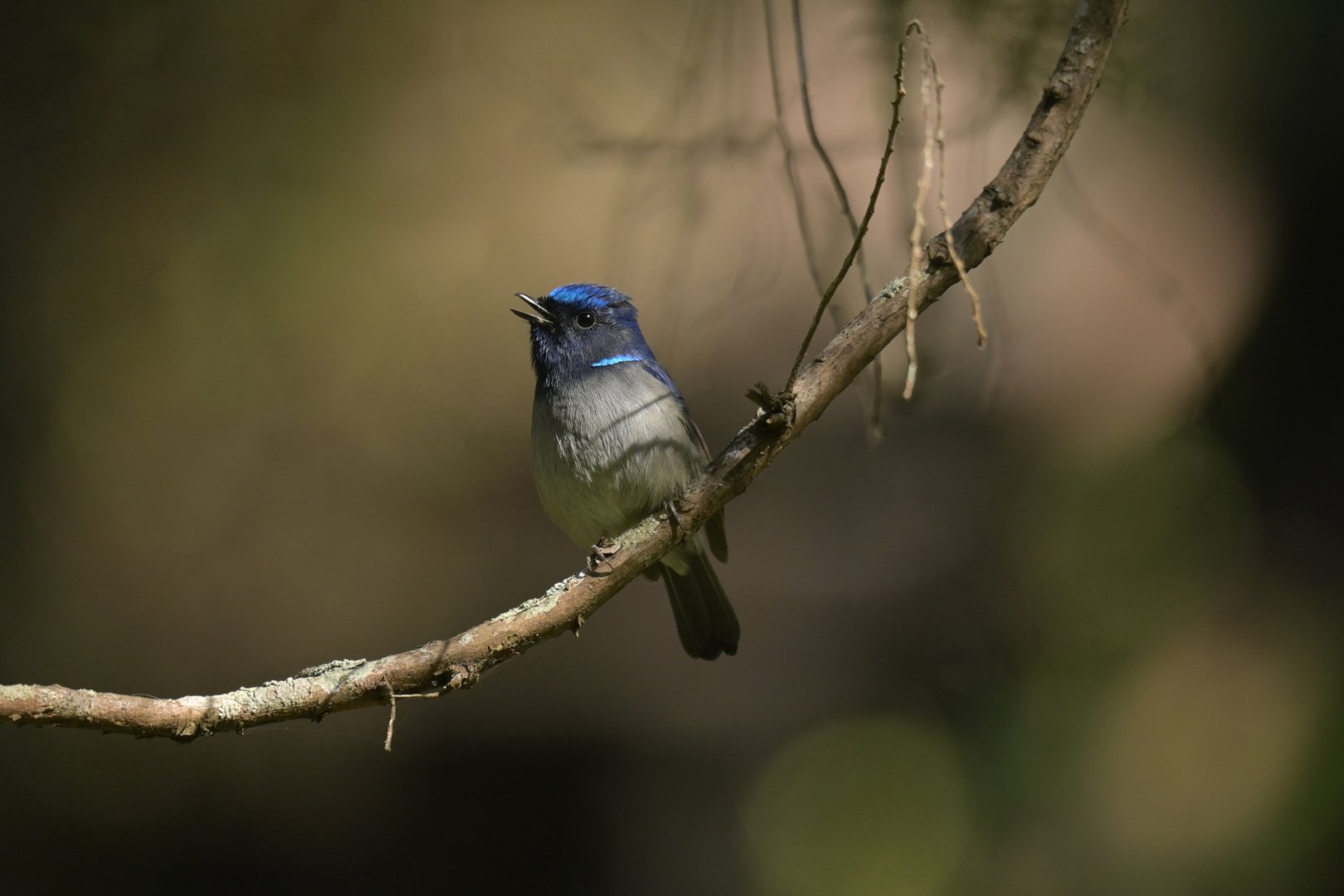 Small Niltava Niltava macgrigoriae
