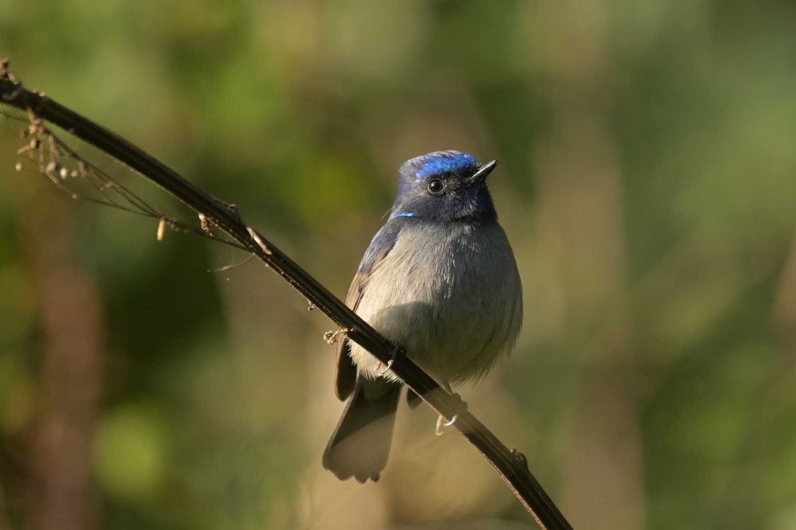 Small Niltava Niltava macgrigoriae