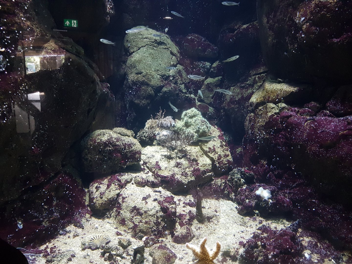 Small North Sea aquarium