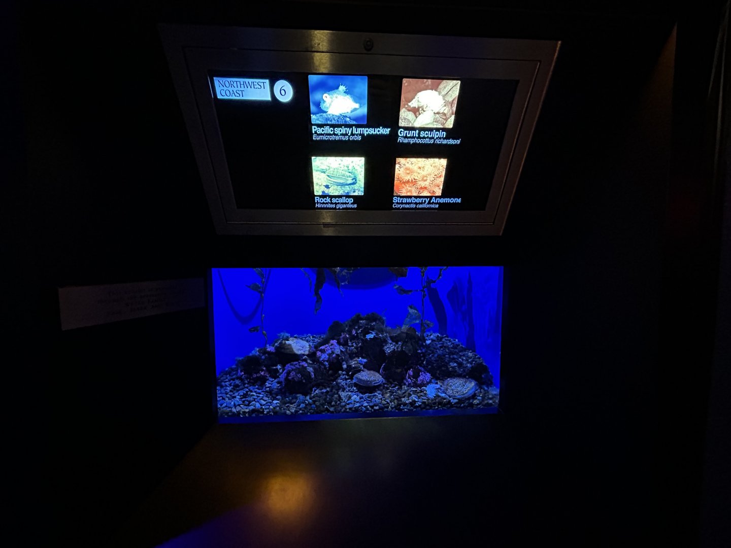 Small Northwest Coast Tank