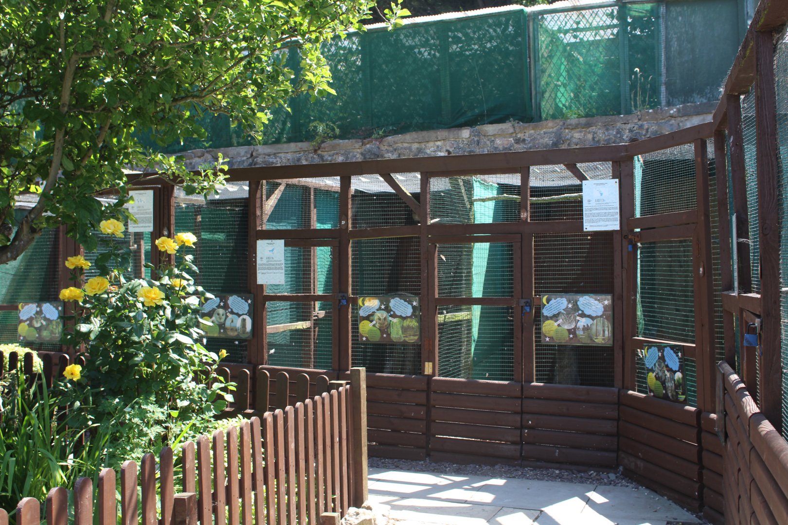 small owl aviaries 30th June 2018