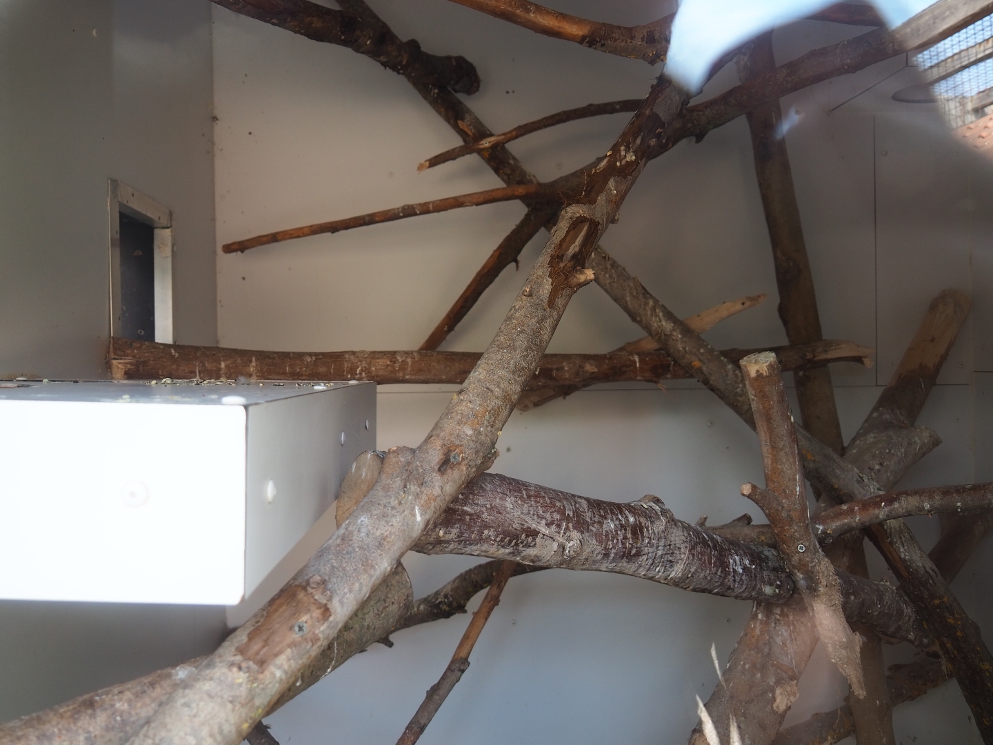 Small parrots indoor housing