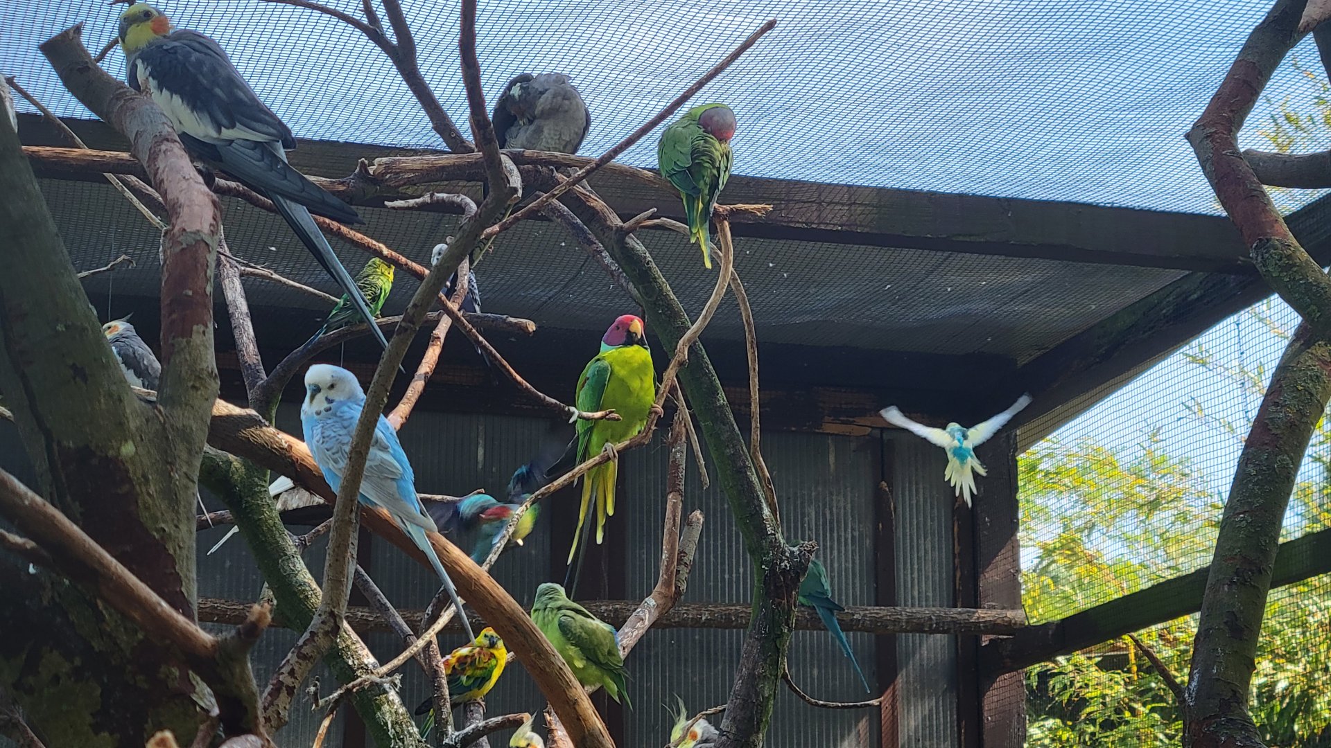 Small parrots mixed aviary