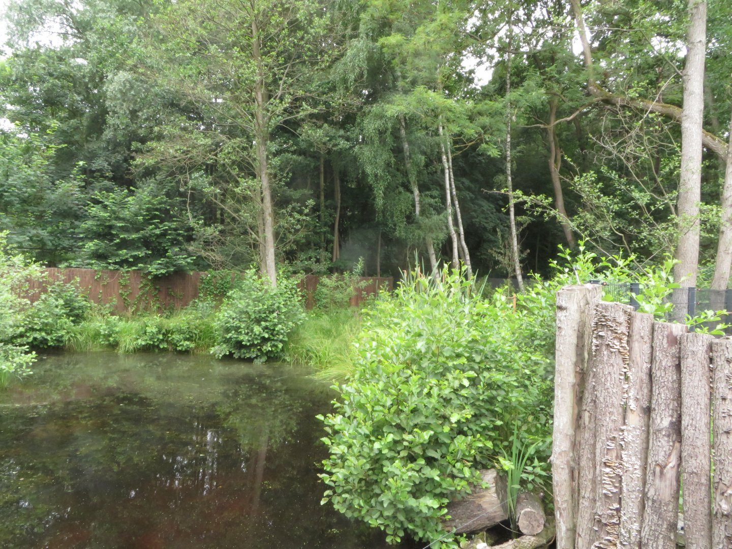 small part of Cassowary enclosure
