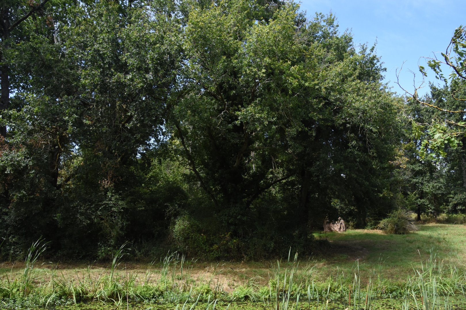 small part of Chimpanzee island