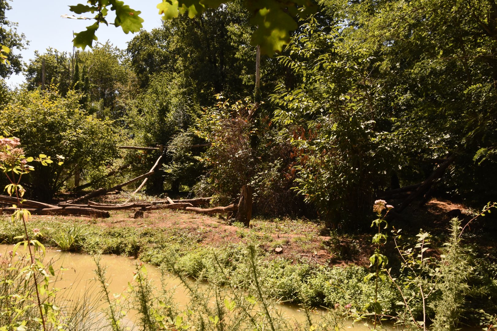Small part of Mandrill enclosure
