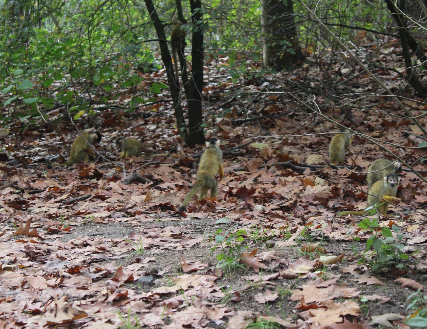 ( Small ) part of the squirrel monkey group