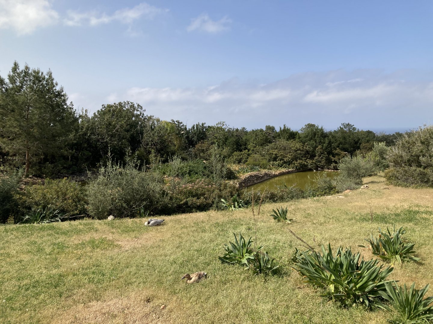 Small part of waterfowl area