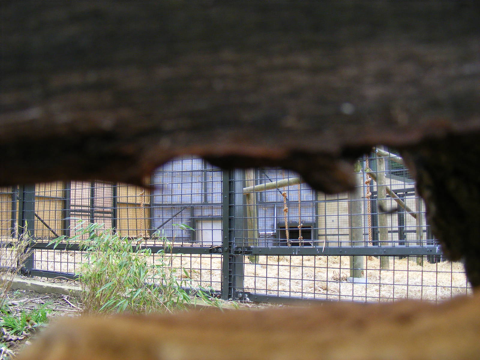 Small peephole into gorilla extension at Chessington Zoo, 6 February 2011