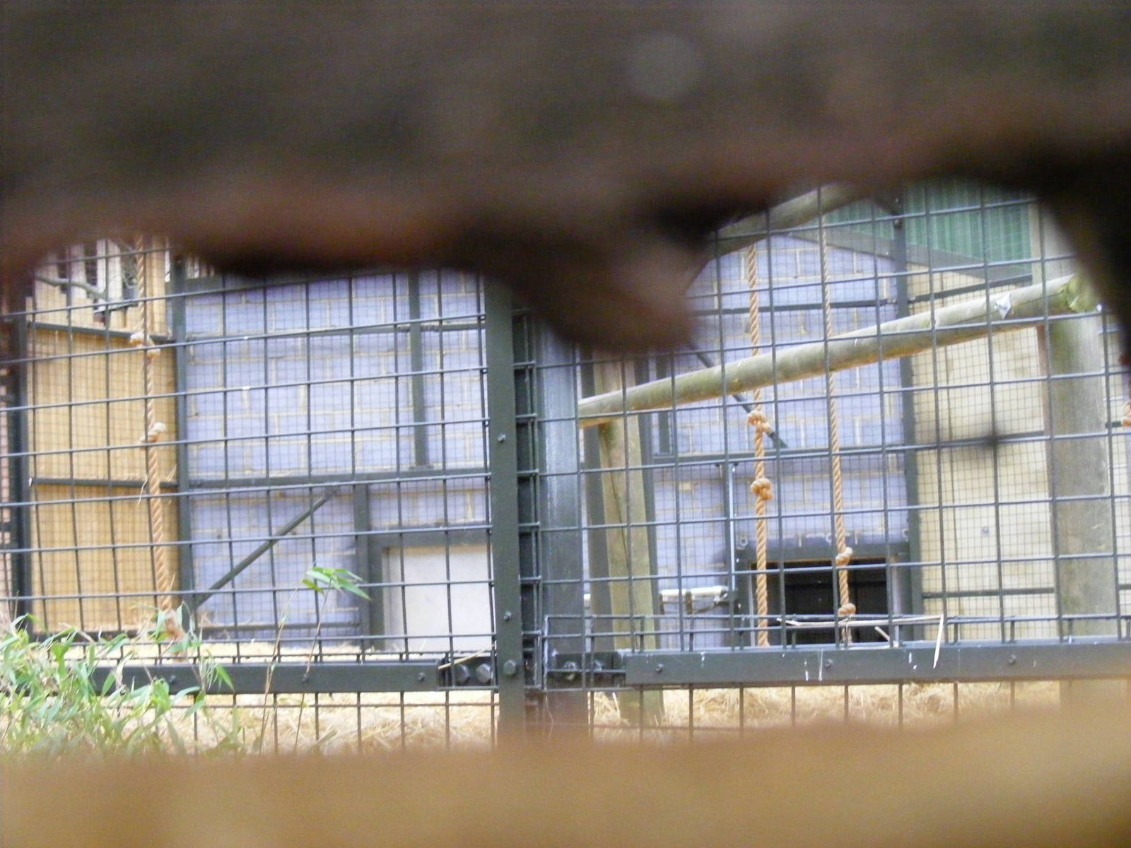 Small peephole into gorilla extension at Chessington Zoo, 6 February 2011