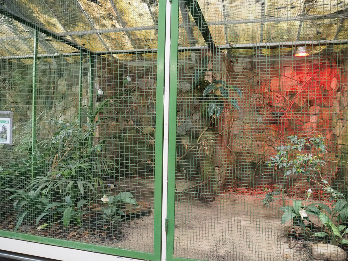 Small Philippines Archipelago aviary - Black-chinned fruit-dove and White-rumped Shama, 2024-05-22