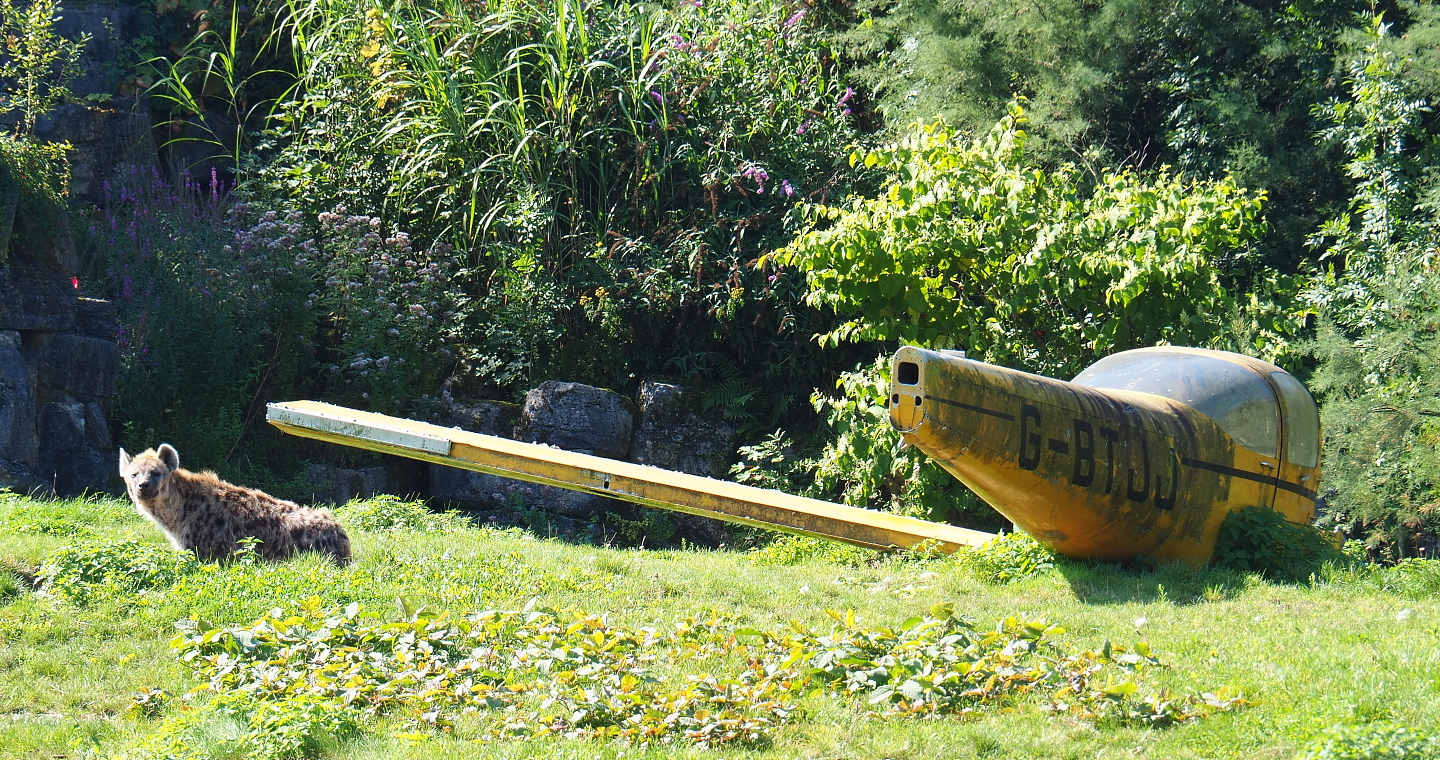 Small plain wreck theming and Spotted hyena (Crocuta crocuta), 2021-09-03