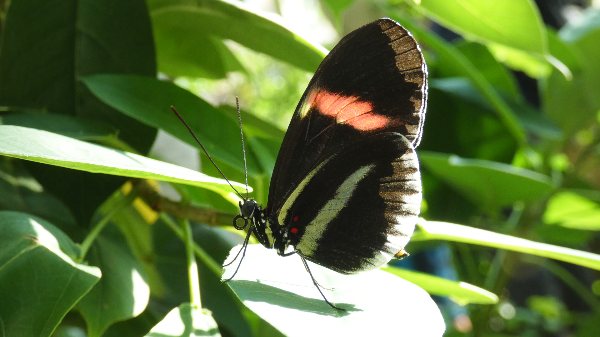Small Postman Butterfly(?), Butterfly & Insect Pavilion - Oct. 2022