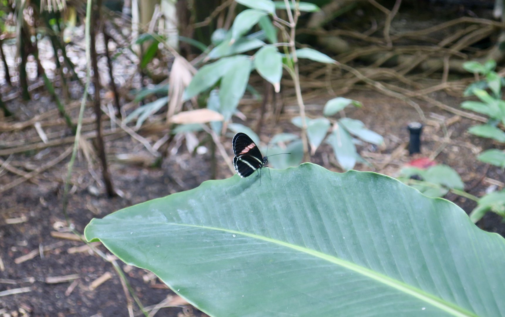 Small Postman (Heliconius erato petiverana)
