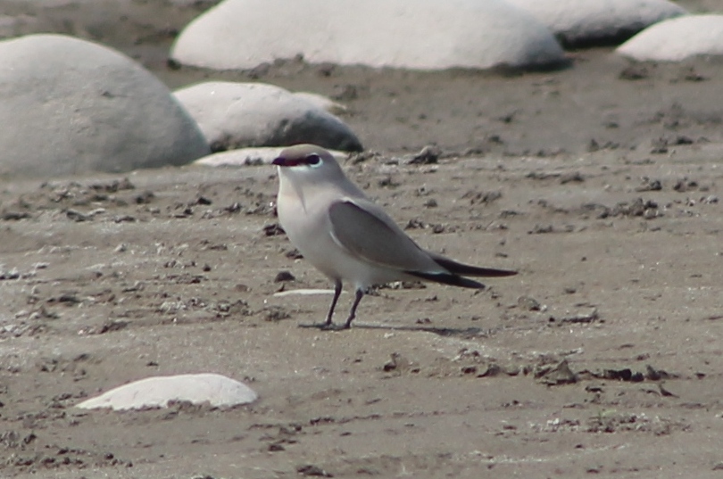 Small Pratincole (Glareola lactea)