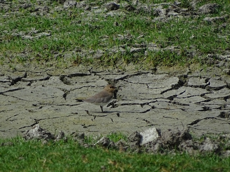Small pratincole