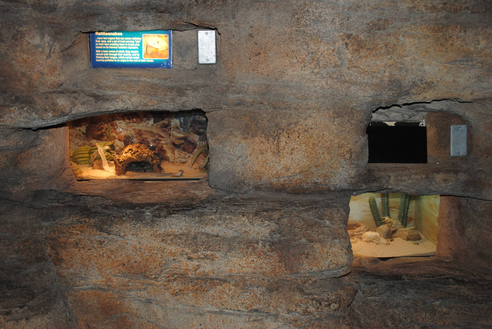 Small Rattlesnake Exhibits