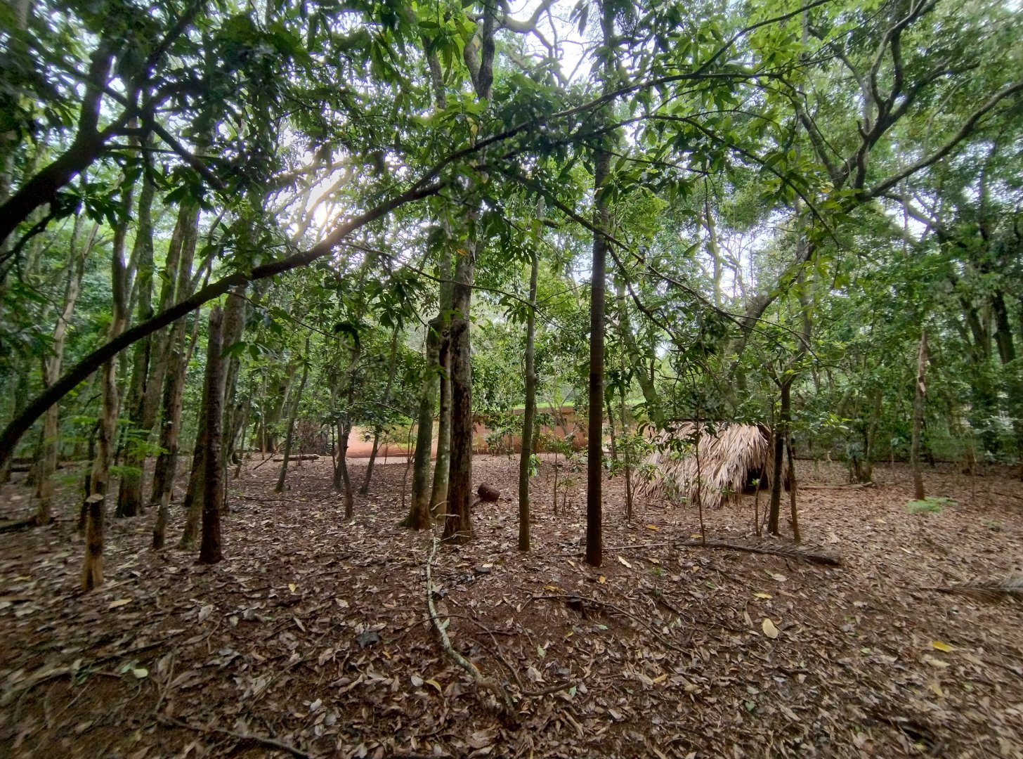 Small red brocket deer exhibit - RBBV (ZRRL)
