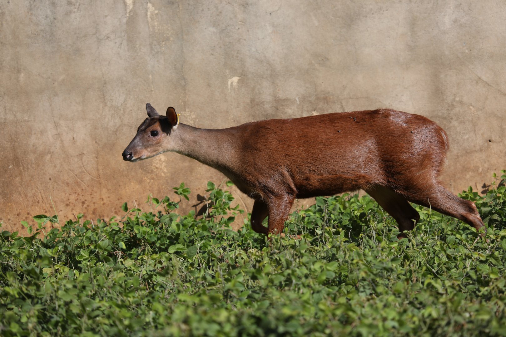 small red brocket (Mazama bororo)