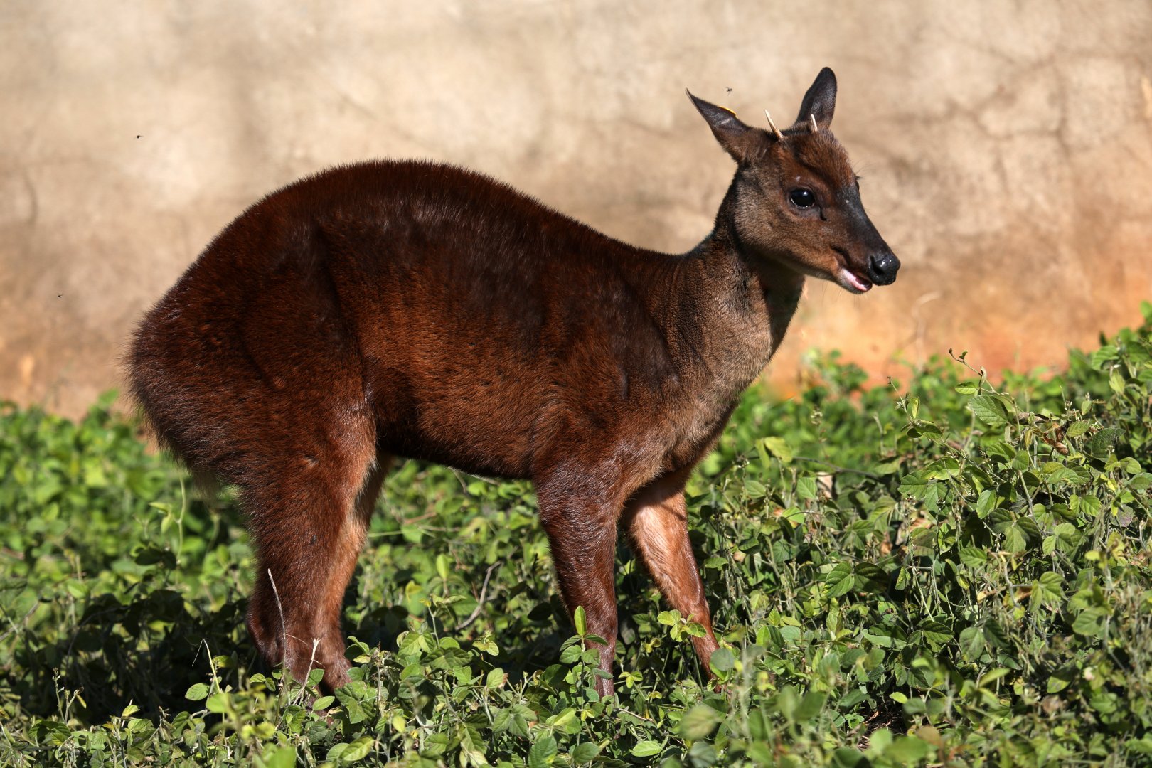 small red brocket (Mazama bororo)