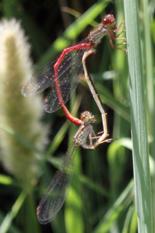 Small Red Damselflies (Ceriagrion tenellum)