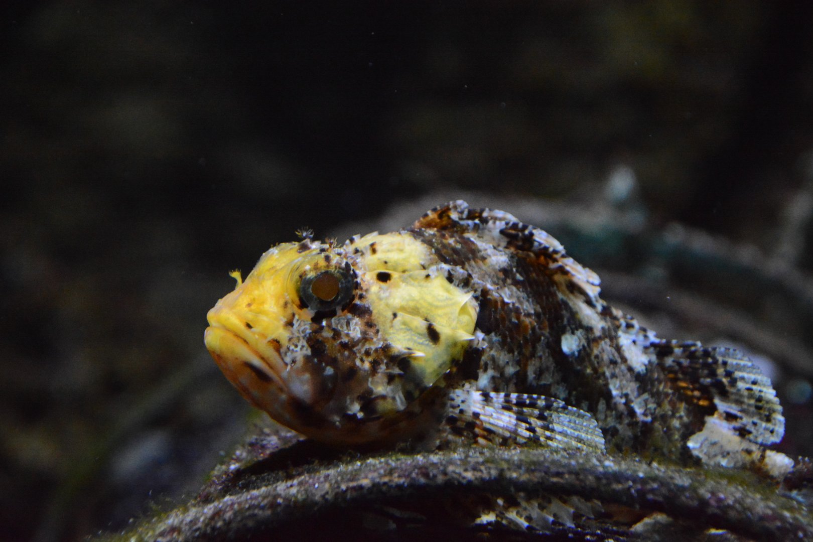 Small red scorpionfish (Scorpaena notata)