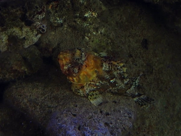 Small red scorpionfish (Scorpaena notata)