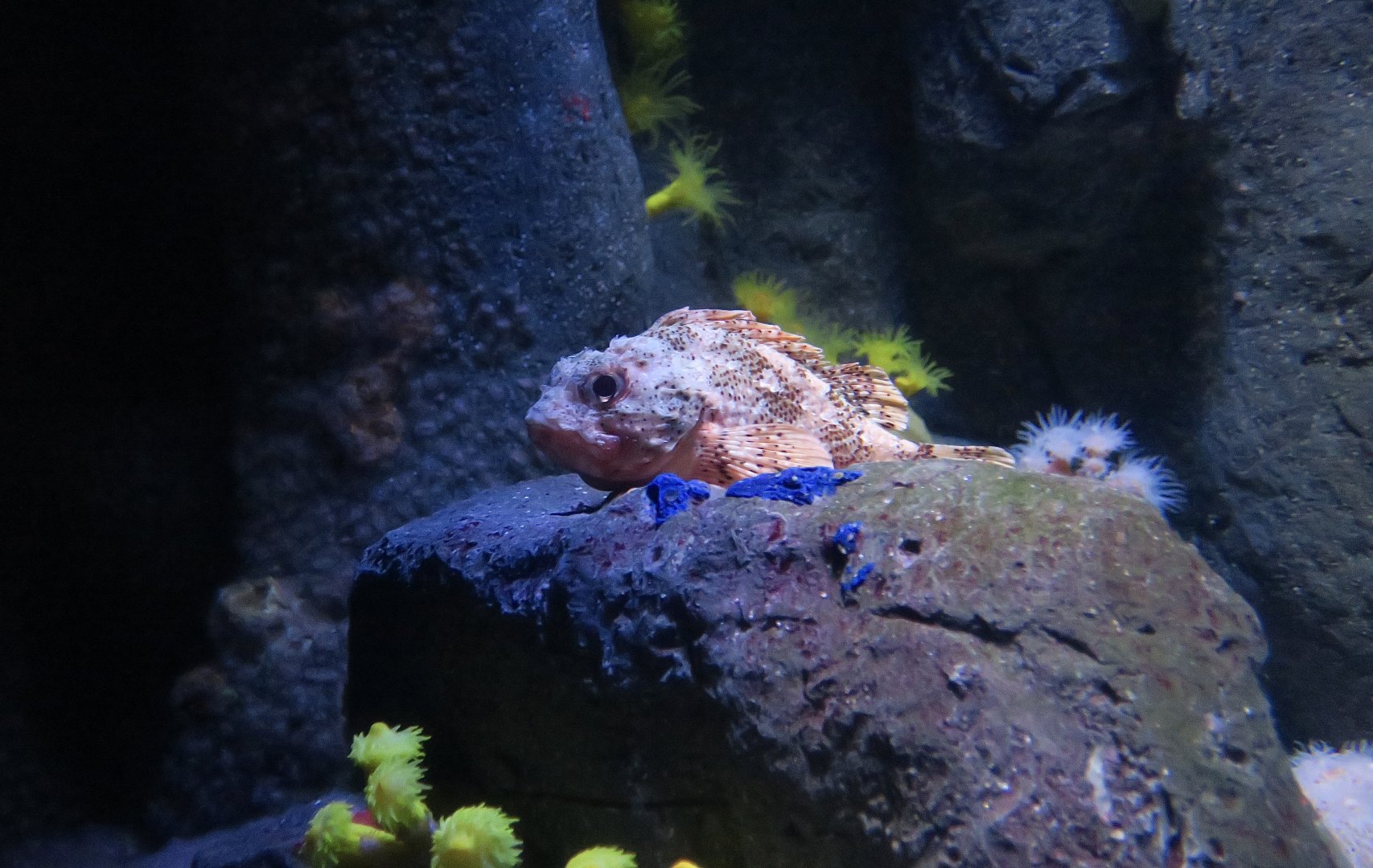 Small Red Scorpionfish (Scorpaena notata)