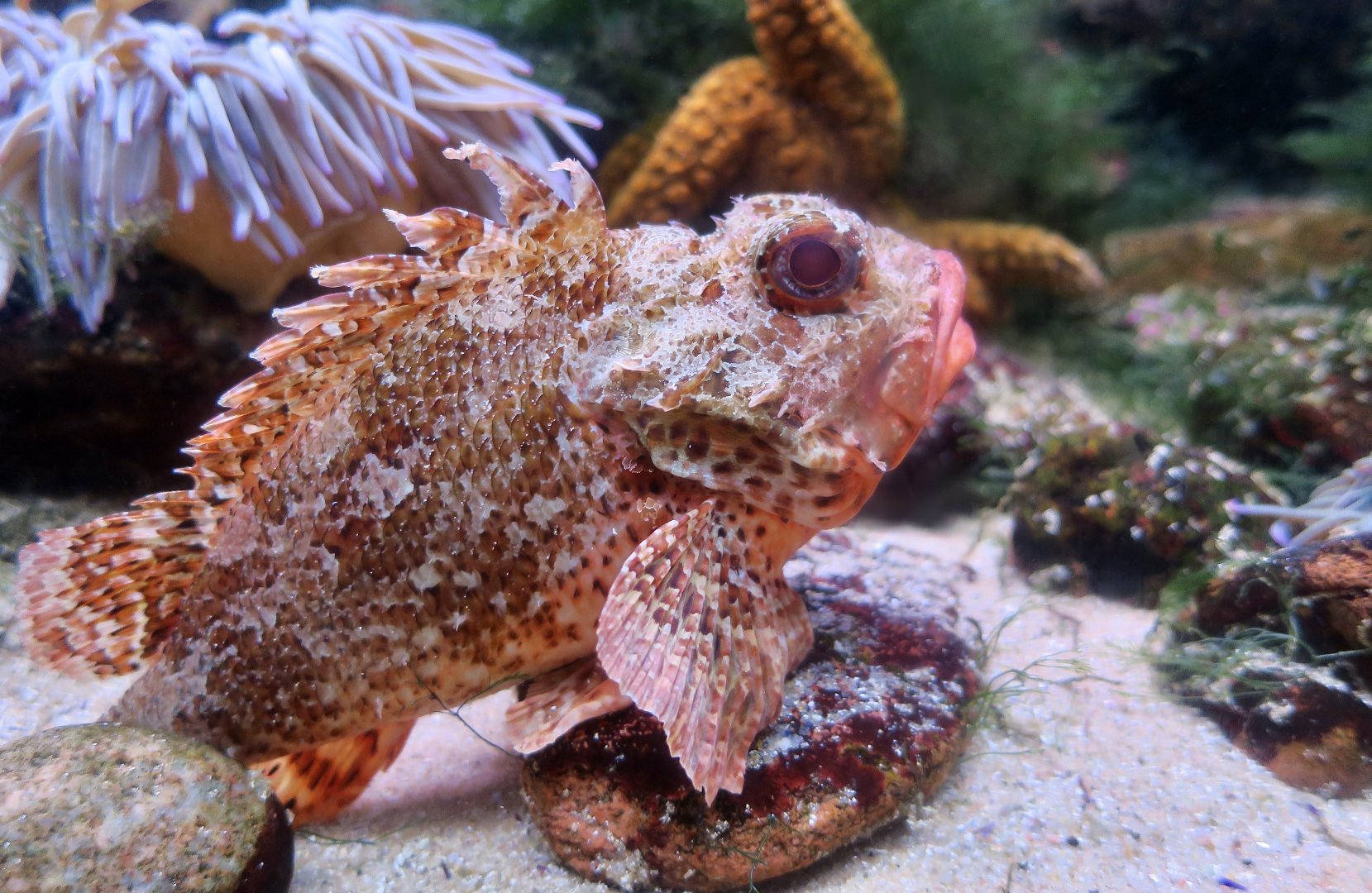 Small Red Scorpionfish (Scorpaena notata)