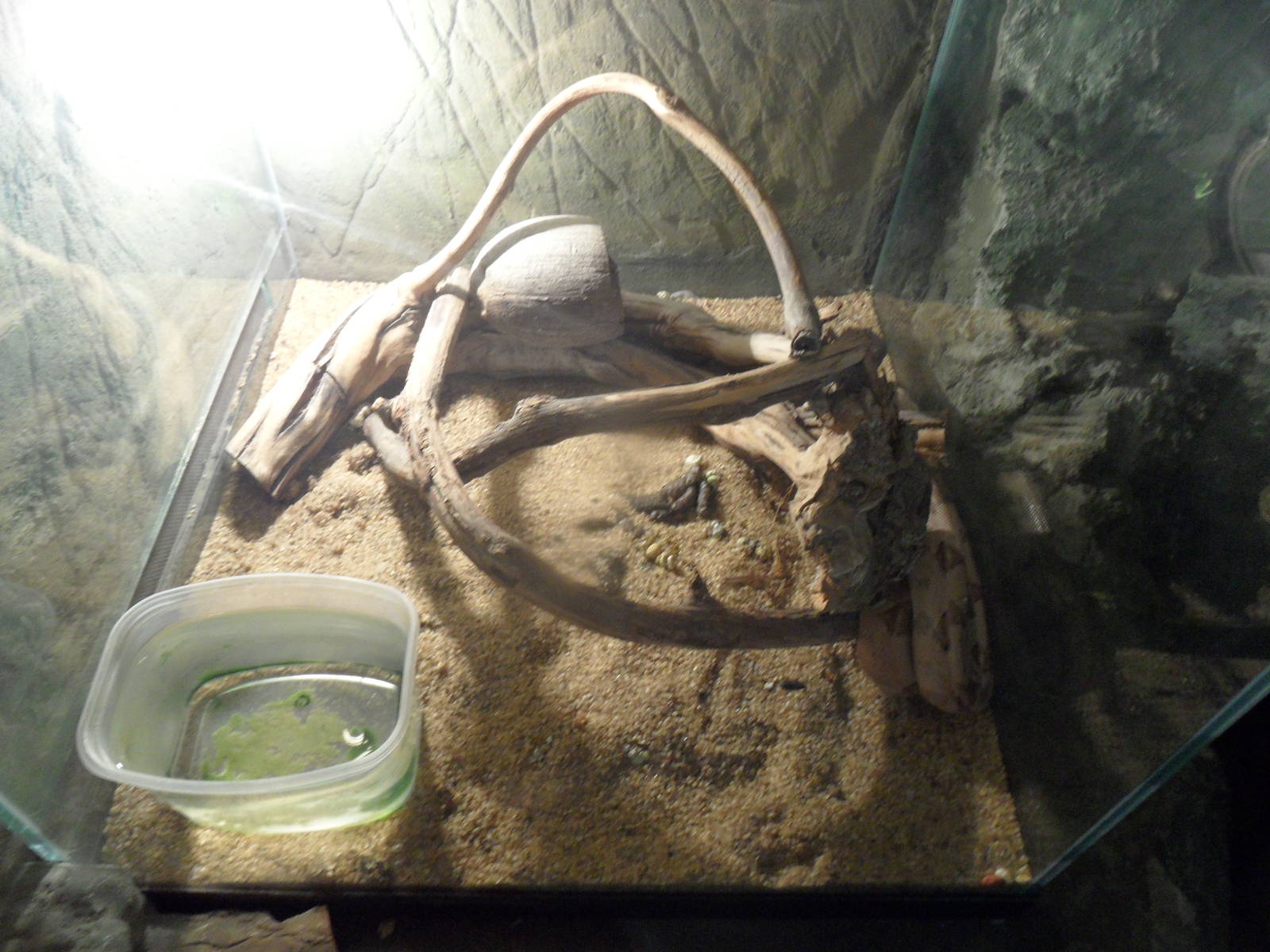 Small red-tailed boa terrarium