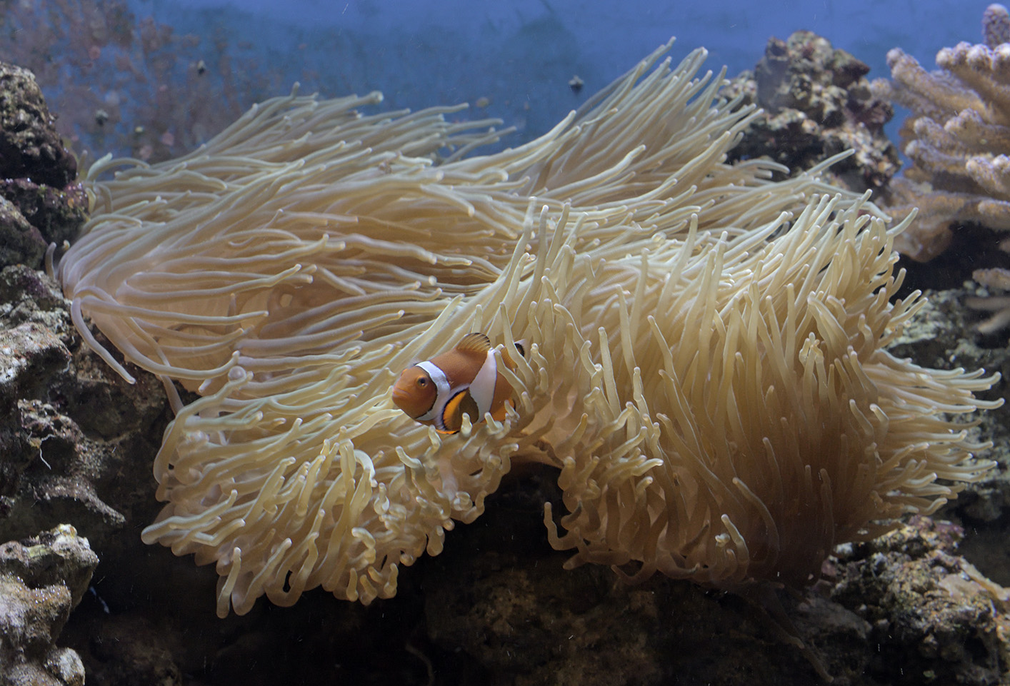 Small reef aquarium with anemone & clown