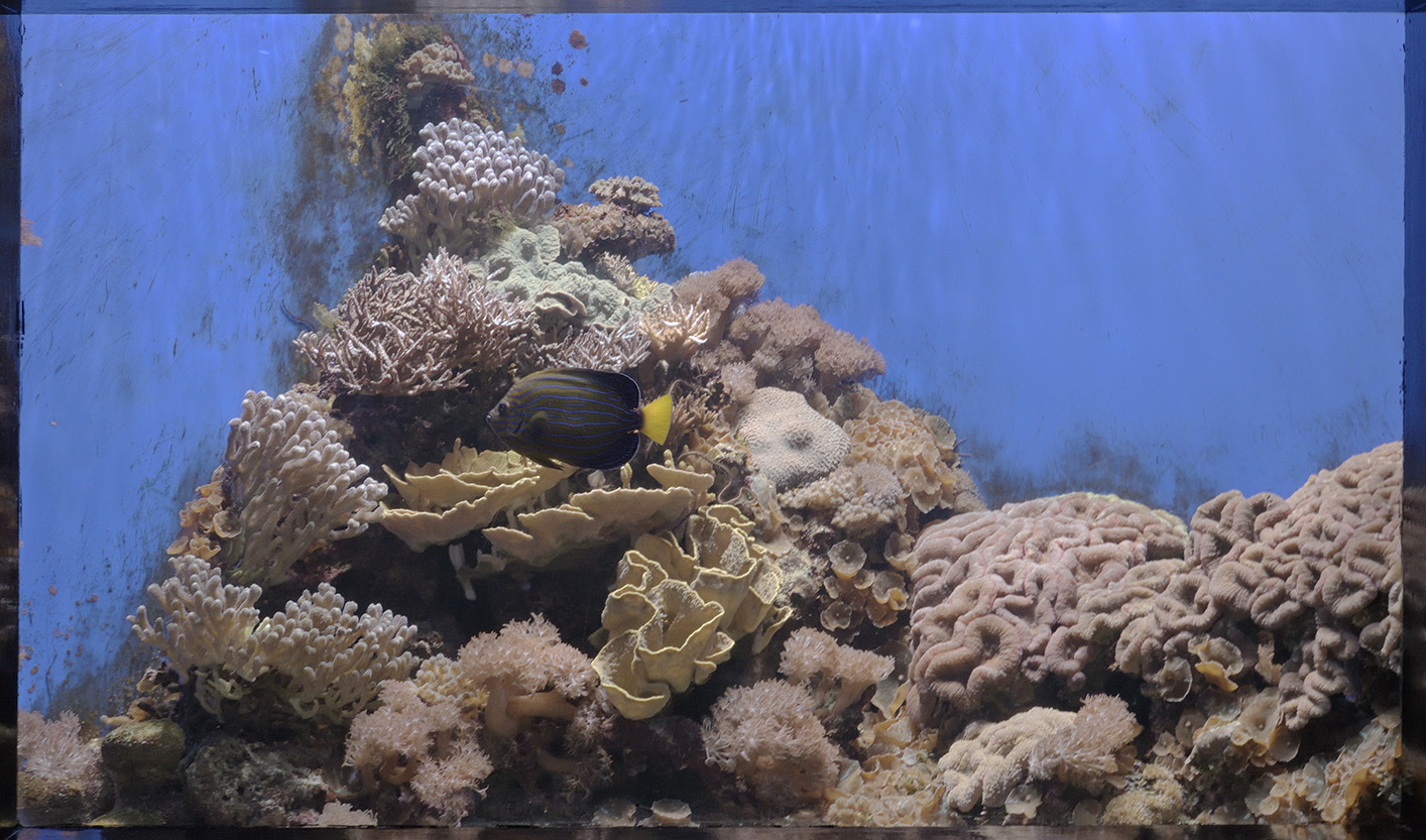 Small reef aquarium with angelfish
